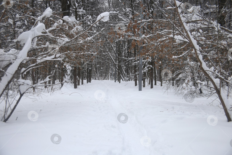 Скачать Пейзаж зимнего леса с деревьями фотосток Ozero