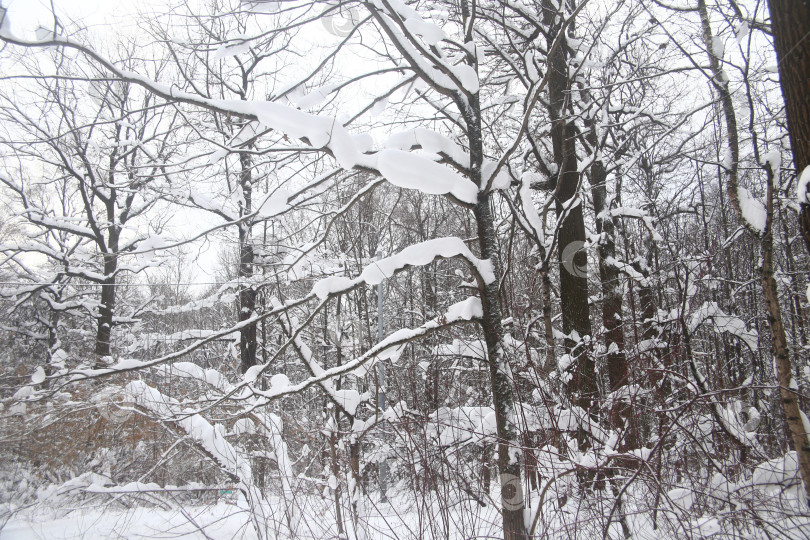 Скачать Пейзаж зимнего леса с деревьями фотосток Ozero