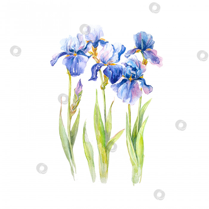 Скачать акварельные голубые цветы ирисов, элементы цветочного дизайна, нарисованные от руки фотосток Ozero