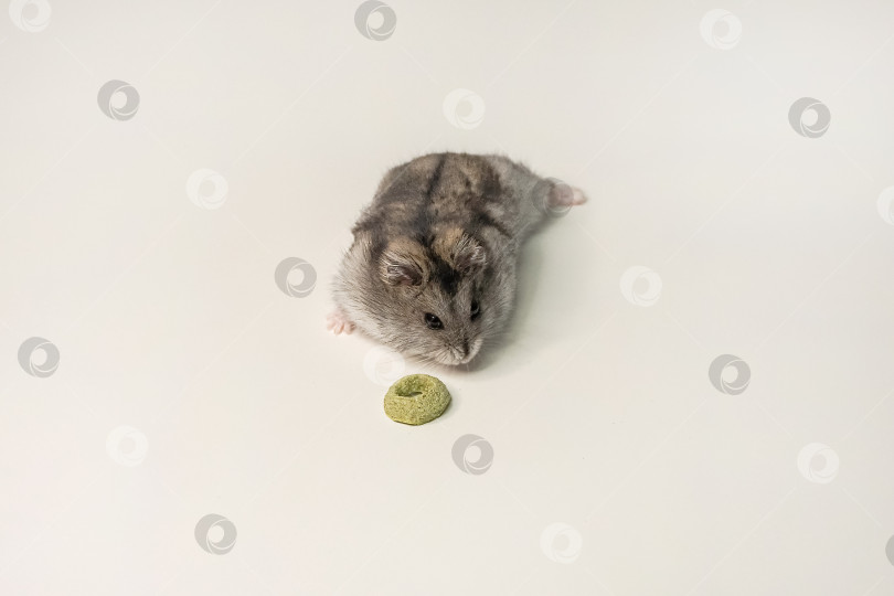 Скачать Крупным планом симпатичный хомячок ест кусочек корма. фотосток Ozero