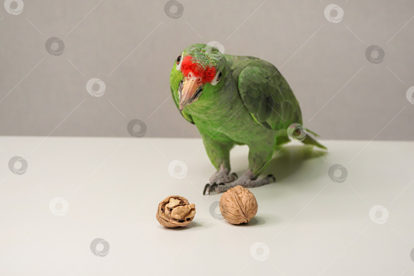 Скачать Амазонский зеленый попугай ест орех на столе. фотосток Ozero