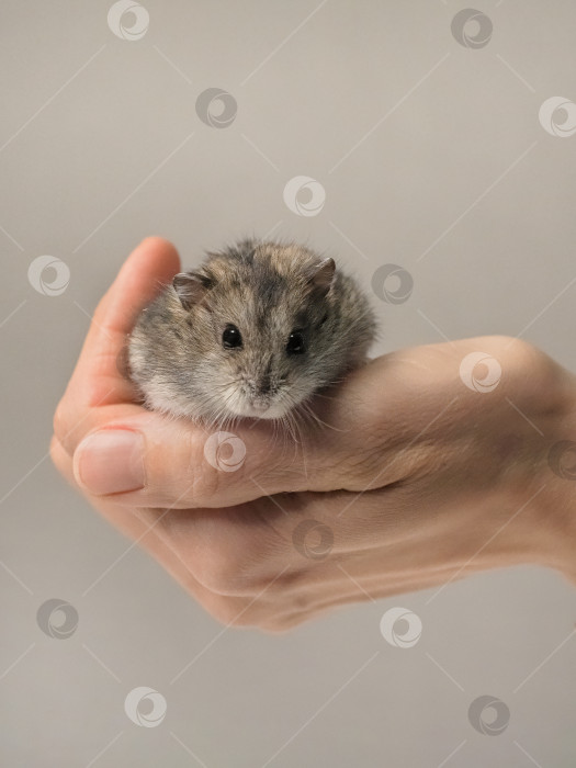Скачать В руках у человека довольно маленький хомячок. Вид сверху фотосток Ozero