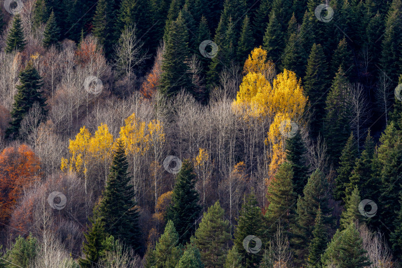 Скачать лес с деревьями различных оттенков зеленого и желтого фотосток Ozero