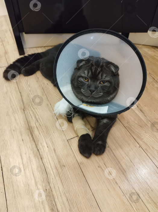 Скачать Кот черный, породы "Британец вислоухий", в защитном воротнике после операции, лежит в квартире на деревянном полу.Съемка 05.11.2025 год. фотосток Ozero