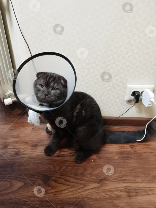 Скачать Кот черный, породы "Британец вислоухий" сидит в защитном воротнике после операции на деревянном полу у стены. Съемка 05.11.2025 год фотосток Ozero