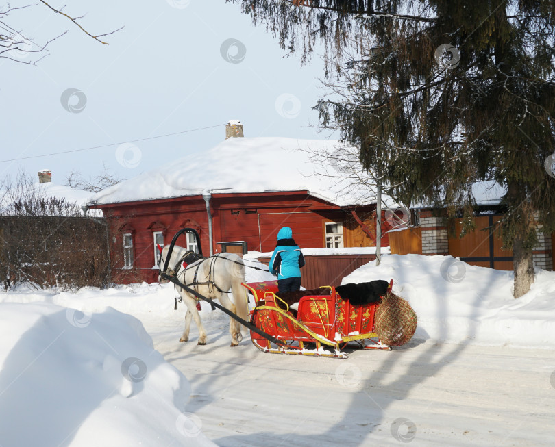Скачать Возница (кучер) ведёт лошадь, запряжённую в яркие, расписные сани по сельской дороге. Суздаль, Владимирская обл., Россия. Февраль, 22.2021г. фотосток Ozero