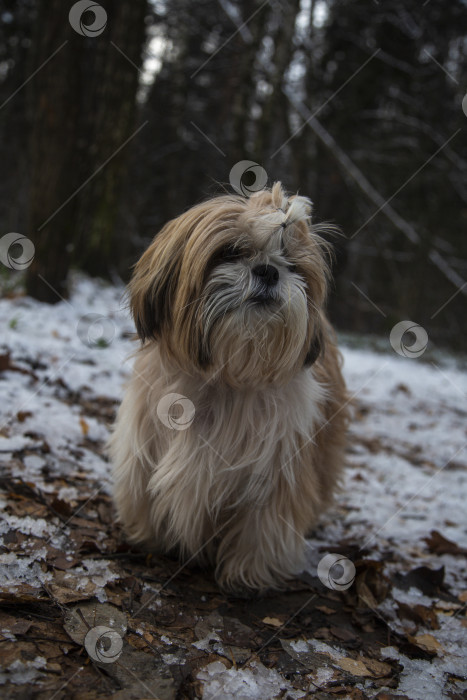 Скачать собака ши тцу гуляет фотосток Ozero