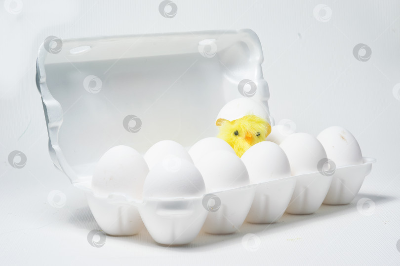 Скачать цыпленок фотосток Ozero