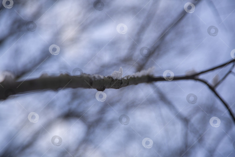 Скачать ветки дерева фотосток Ozero