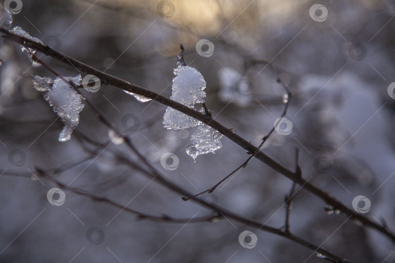 Скачать ветки дерева фотосток Ozero