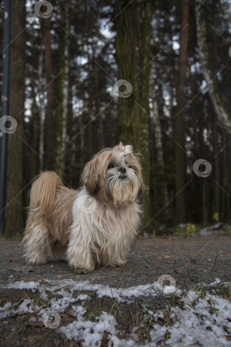 Скачать собака ши тцу гуляет фотосток Ozero