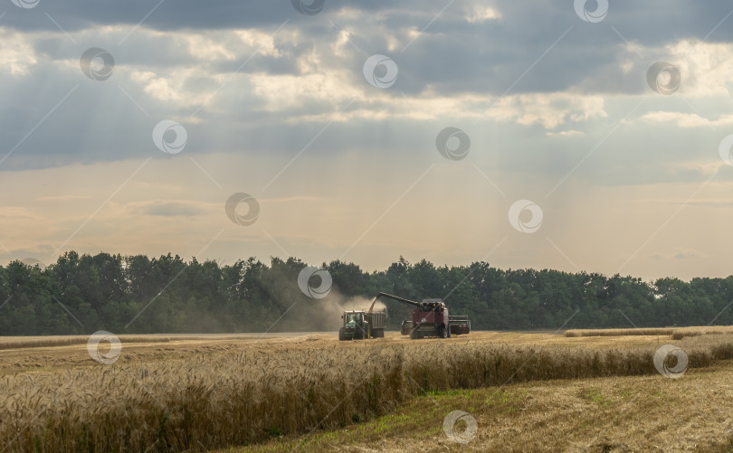 Скачать Комбайн выгружает собранный урожай зерна в кузов трактора на поле фотосток Ozero