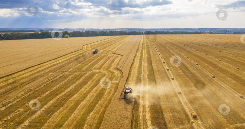 Скачать пшеничное поле, комбайн убирает пшеницу, вид сверху с квадрокоптера фотосток Ozero