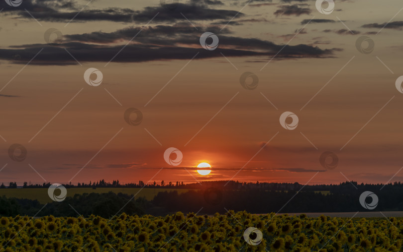 Скачать багровый закат над полем цветущего подсолнечника фотосток Ozero