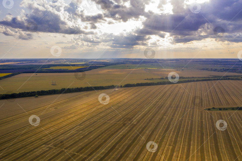 Скачать уходящие вдаль поля скошенной пшеницы, вид с квадрокоптера фотосток Ozero