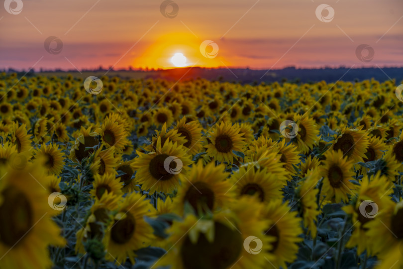 Скачать багровый закат над полем цветущего подсолнечника фотосток Ozero