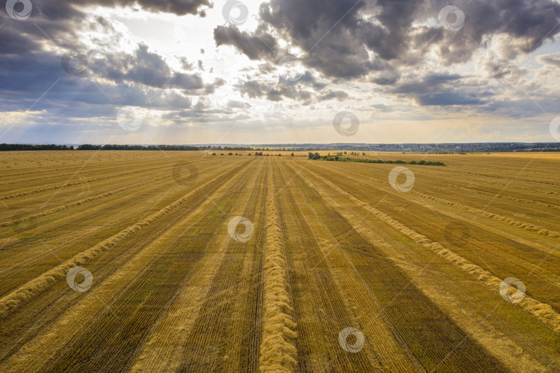Скачать уходящие вдаль поля скошенной пшеницы, вид с квадрокоптера фотосток Ozero