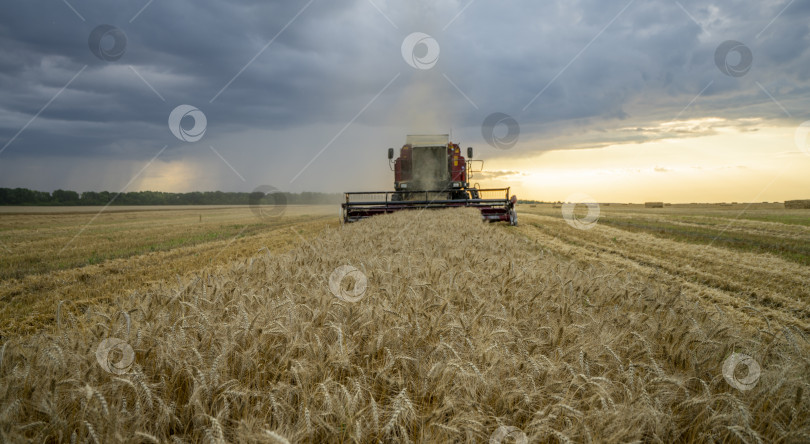 Скачать комбайн убирает пшеничное поле на фоне закатного облачного неба фотосток Ozero