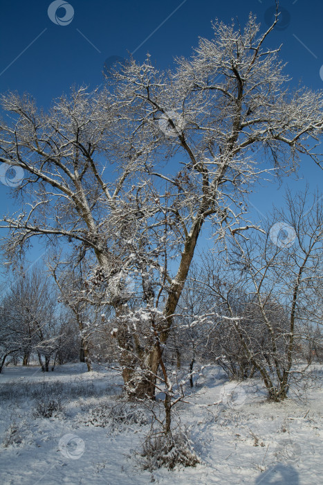 Скачать зимний пейзаж фотосток Ozero