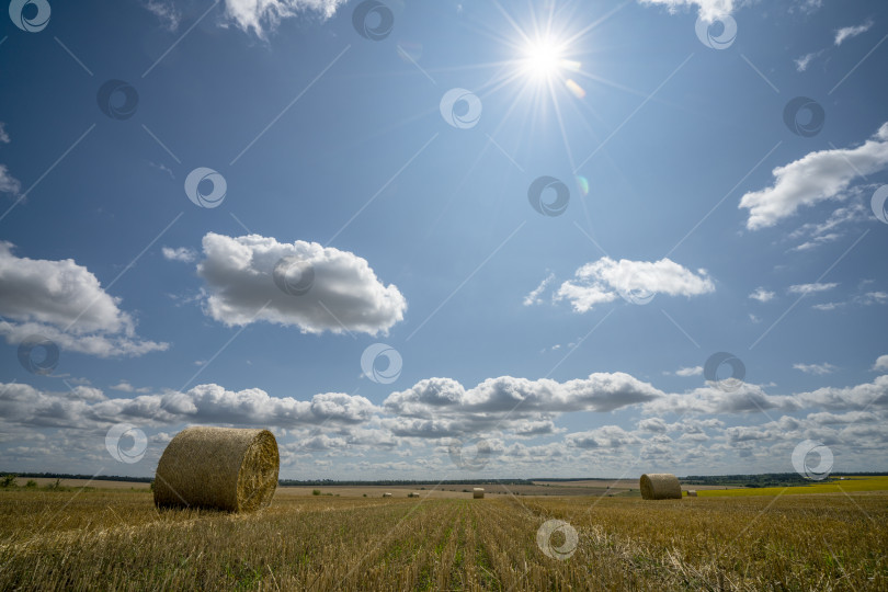 Скачать большие рулоны соломы лежат на убранном пшеничном поле на фоне солнечного голубого неба фотосток Ozero