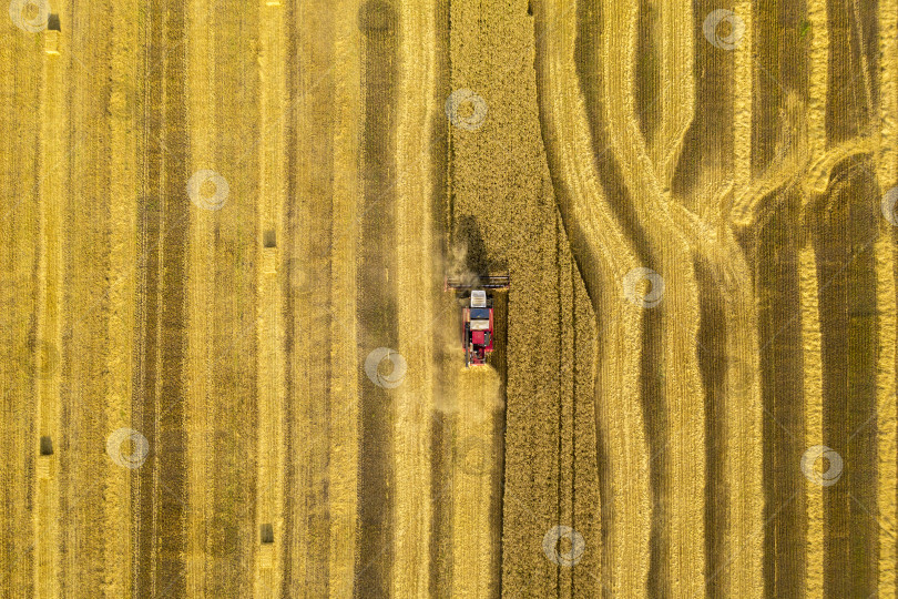 Скачать пшеничное поле, комбайн убирает пшеницу, вид сверху с квадрокоптера фотосток Ozero