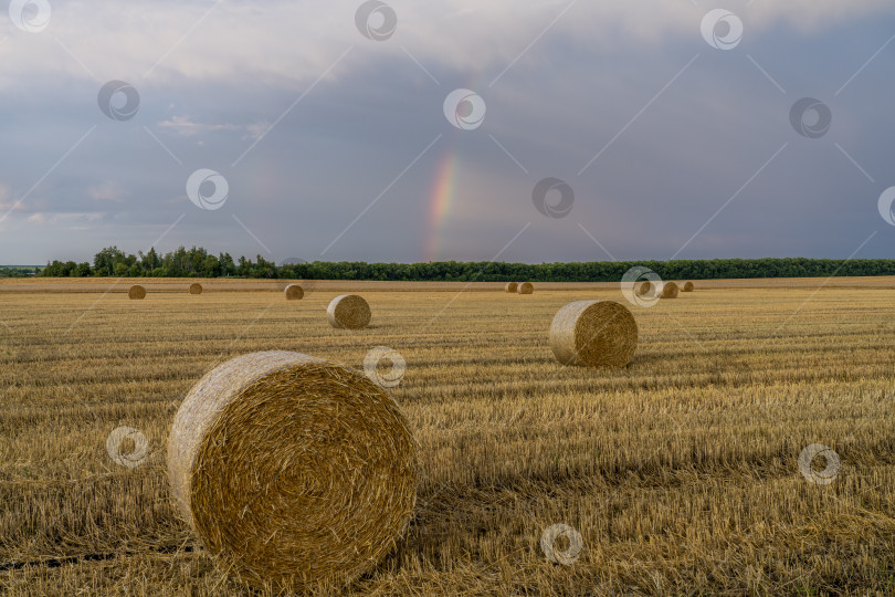 Скачать красивая разноцветная радуга над пологим пшеничным полем с большими рулонами соломы фотосток Ozero