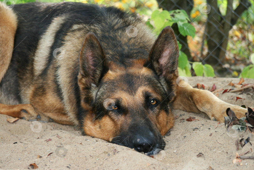 Скачать Немецкая овчарка с грустными глазами лежит на земле. фотосток Ozero