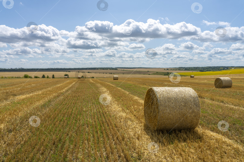 Скачать большие рулоны соломы лежат на убранном пшеничном поле на фоне солнечного голубого неба фотосток Ozero