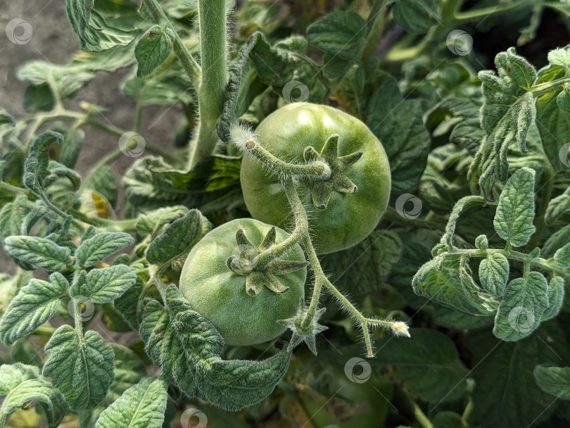 Скачать Незрелые томаты на ветках фотосток Ozero