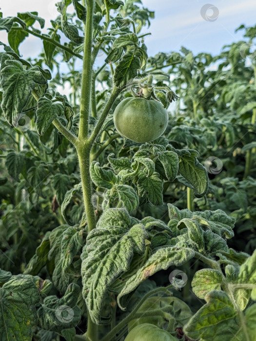 Скачать Незрелый прмидор на кусте фотосток Ozero