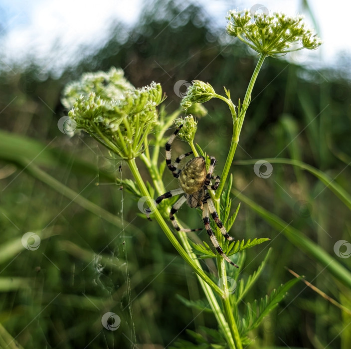 Скачать Паук-крестовик на зонтичном растении фотосток Ozero