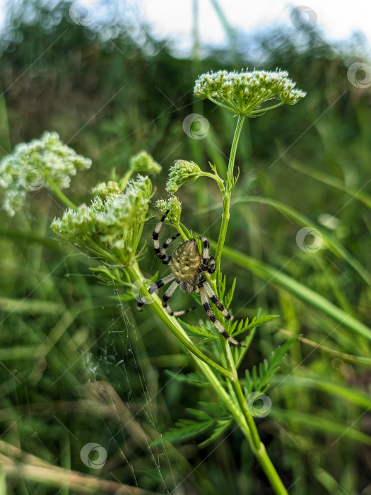 Скачать Паук-крестовик на зонтичном растении фотосток Ozero