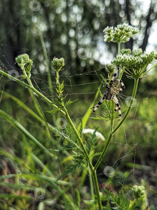 Скачать Паук-крестовик на зонтичном растении фотосток Ozero