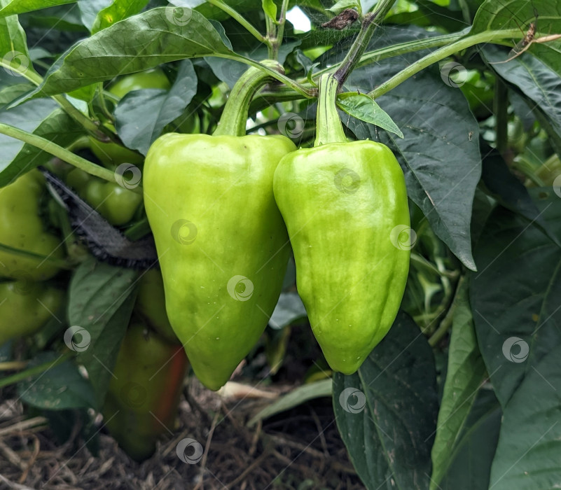 Скачать Созревающие зеленые перцы на растении фотосток Ozero