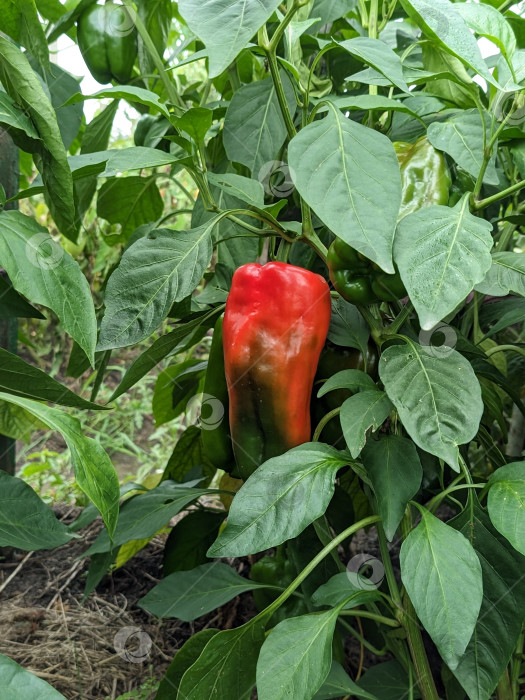 Скачать Красный перец на ветке растения фотосток Ozero