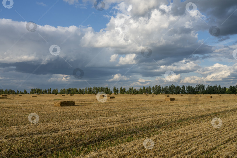 Скачать брикеты из соломы, лежащие на поле скошенной пшеницы фотосток Ozero