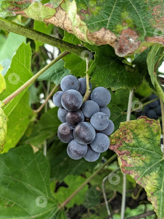 Скачать Гроздь черного винограда на ветке фотосток Ozero