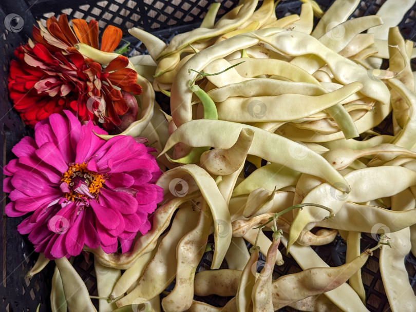 Скачать Сорванные стручки фасоли и цветы фотосток Ozero