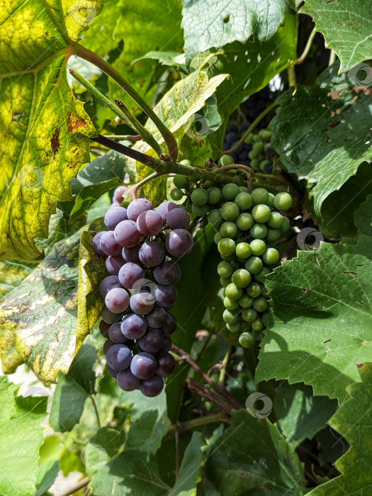 Скачать Гроздья винограда на ветках фотосток Ozero