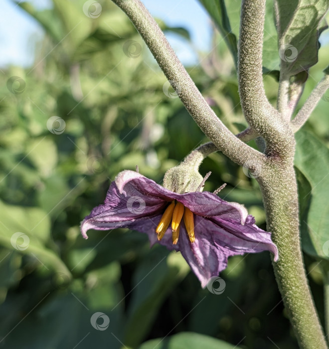 Скачать Фиолетовый цветок баклажана на ветке фотосток Ozero