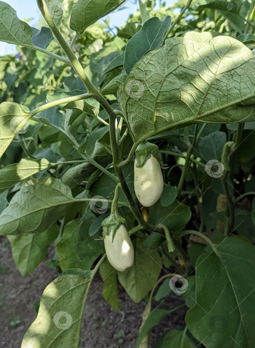 Скачать Белые баклажаны на растении фотосток Ozero