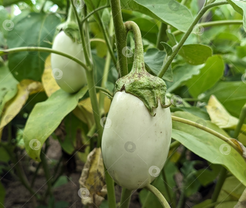 Скачать Белые баклажаны на растении фотосток Ozero