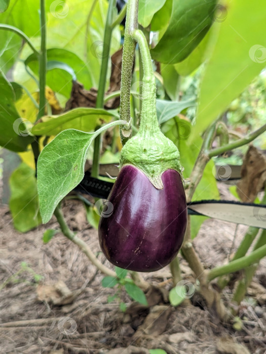 Скачать Крупное изображение баклажана на ветке растения фотосток Ozero
