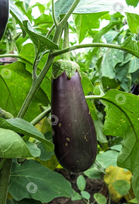 Скачать Спелый баклажан на грядке фотосток Ozero