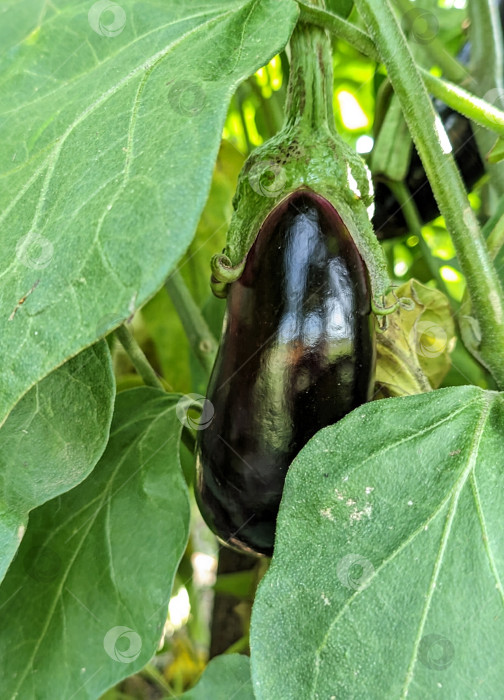 Скачать Спелый баклажан на растении фотосток Ozero