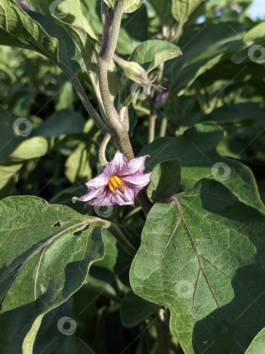 Скачать Фиолетовый цветок баклажана на растении фотосток Ozero
