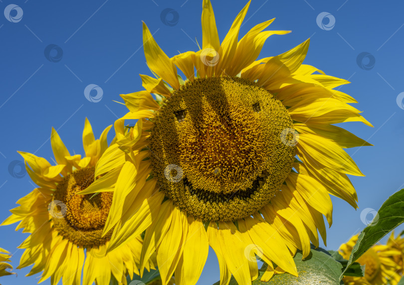 Скачать улыбающиеся подсолнухи, цветы подсолнуха изображают улыбку крупным планом фотосток Ozero