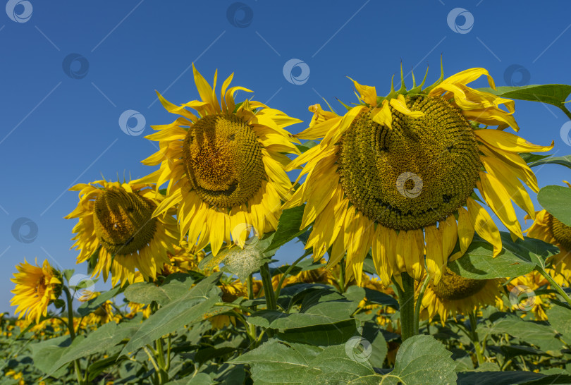 Скачать подсолнечное поле, на переднем плане семейство улыбающихся подсолнухов фотосток Ozero