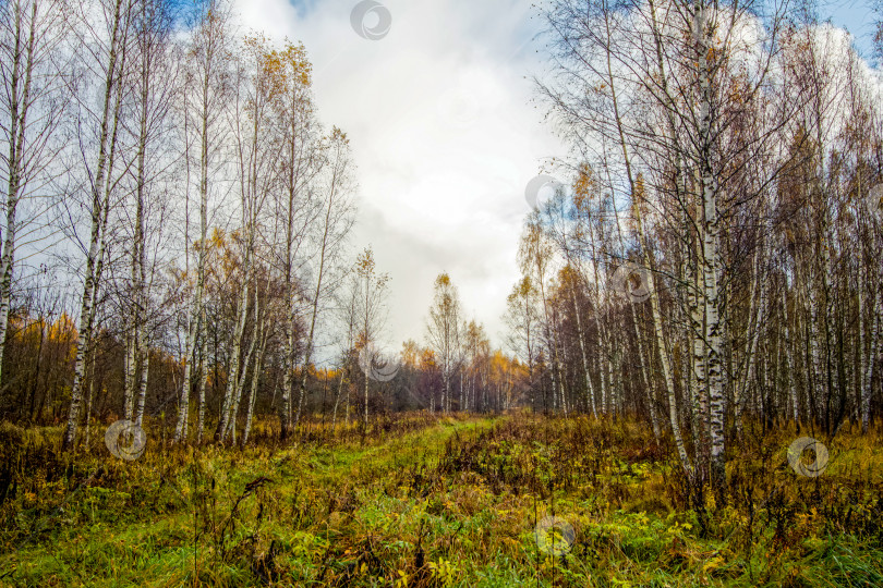Скачать Яркий березовый лес поздней осенью в пасмурную погоду фотосток Ozero