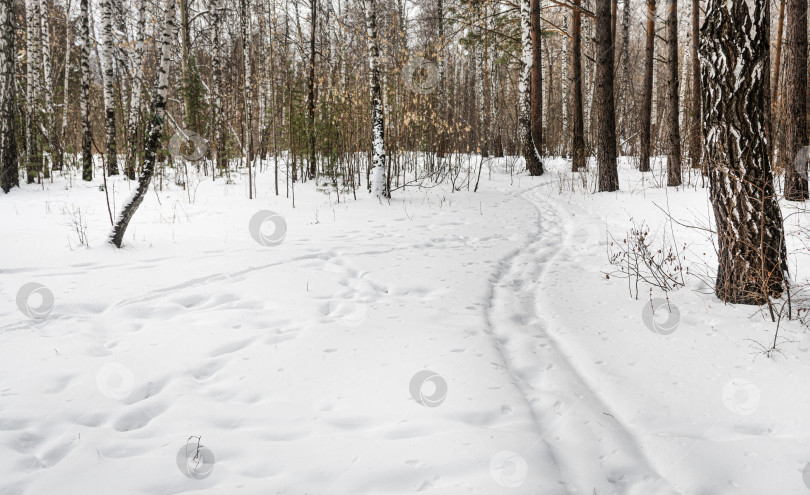 Скачать Извилистая заснеженная тропинка проходит через сосновый лес. Зимние прогулки на свежем воздухе в лесу фотосток Ozero